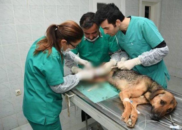 Ayağı Kırılan K&ouml;peğe Tedavi, Yavrularına Bakım 1