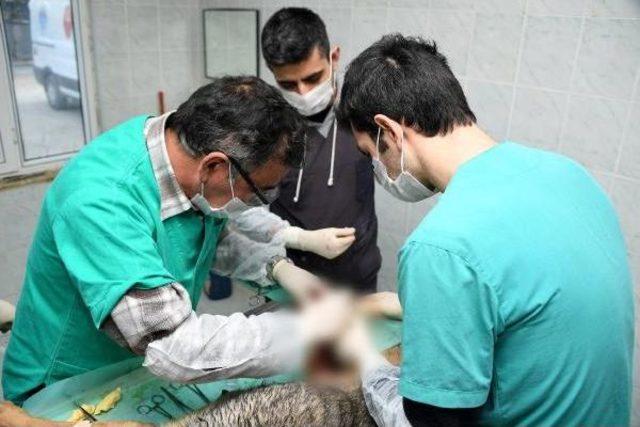 Ayağı Kırılan K&ouml;peğe Tedavi, Yavrularına Bakım 2
