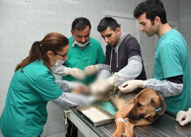 Ayağı Kırılan K&ouml;peğe Tedavi, Yavrularına Bakım 3