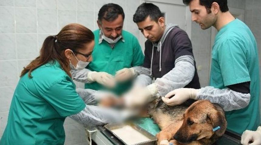 Trafik Kazası Ge&ccedil;iren K&ouml;pek Ve Yavrularına Belediye Sahip &Ccedil;ıktı
