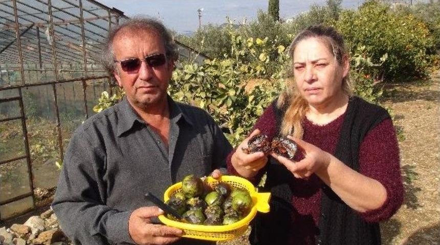 Emekli Memur &Ccedil;ift, &Ccedil;ikolataya Alternatif Ağa&ccedil; Yetiştirdi