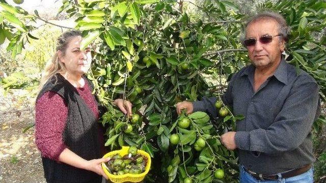 Emekli Memur Çift, Çikolataya Alternatif Ağaç Yetiştirdi