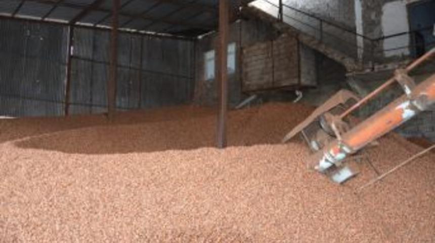 Fındık Fiyatları Y&uuml;kseliyor