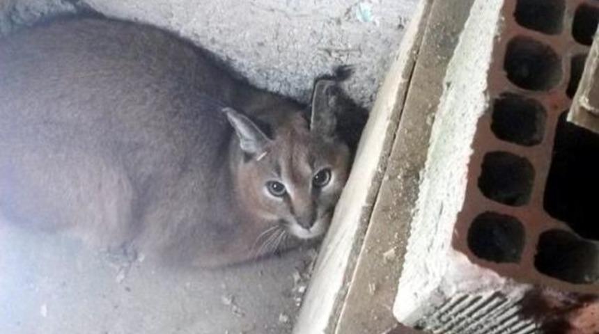 K&uuml;mese Giren Karakulak Yakalandı