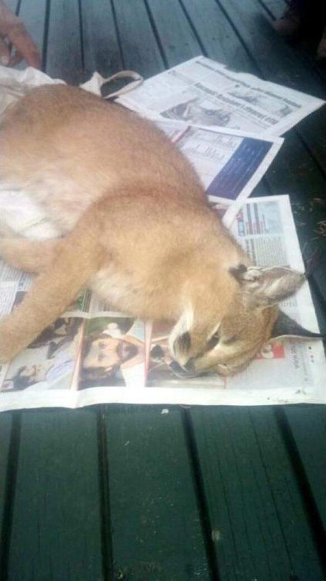 K&uuml;mese Giren Karakulak Yakalandı 1