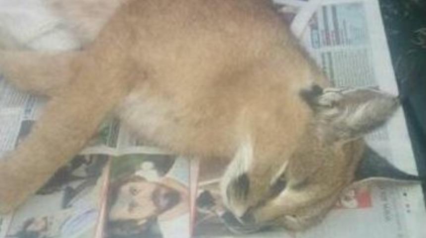 Karakulak, K&uuml;meste Yakalandı