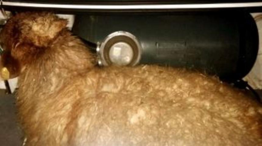 Jandarmanın Durdurduğu Otomobilin Bagajından &Ccedil;alıntı Koyunlar &Ccedil;ıktı