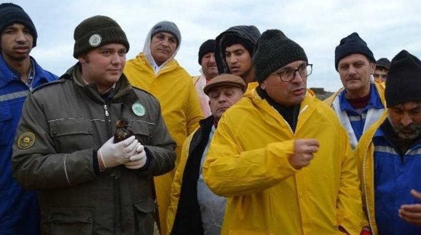 Hersek Lag&uuml;n&uuml; Petrolden Temizleniyor