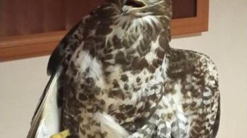 Kanadı Kırılan Doğan Tedavi Altına Alındı