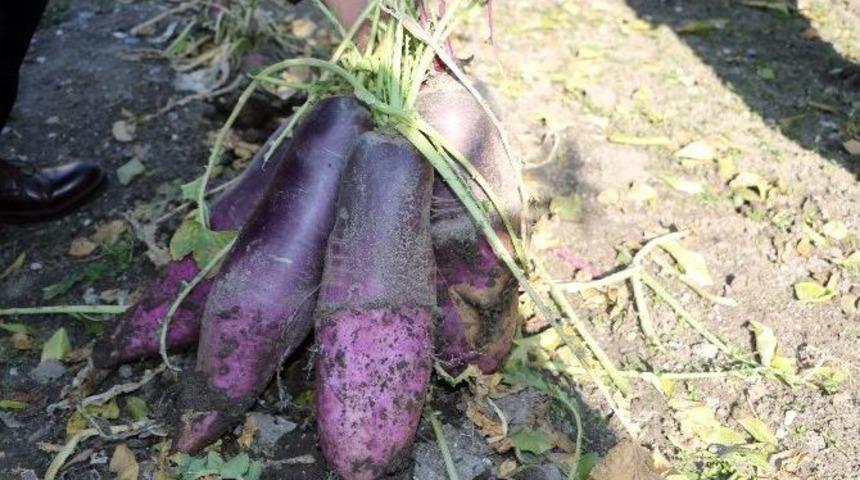 (&ouml;zel Haber) &Ouml;ğretmenden 6 Kiloluk Yeni Turp &Ccedil;eşidi