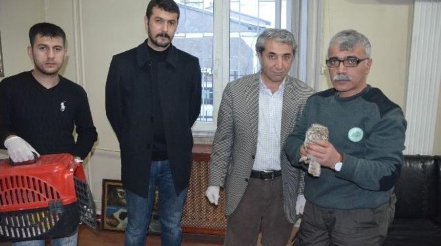 Kukumav Kuşu Tedavi Altına Alındı