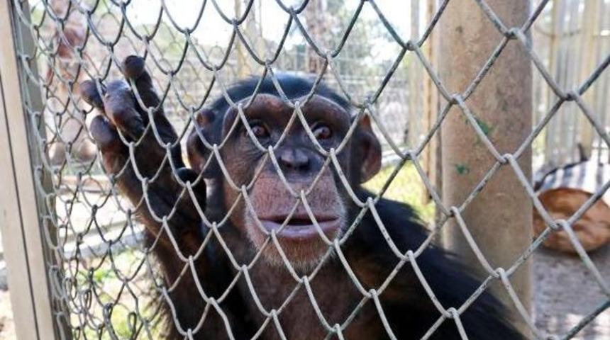 Dişleri S&ouml;k&uuml;len Şempanze Hayvanat Bah&ccedil;esine Alındı