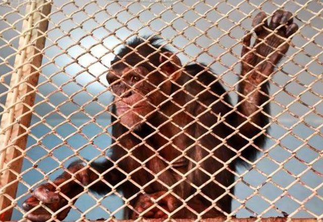 Dişleri S&ouml;k&uuml;len Şempanze Hayvanat Bah&ccedil;esine Alındı 1