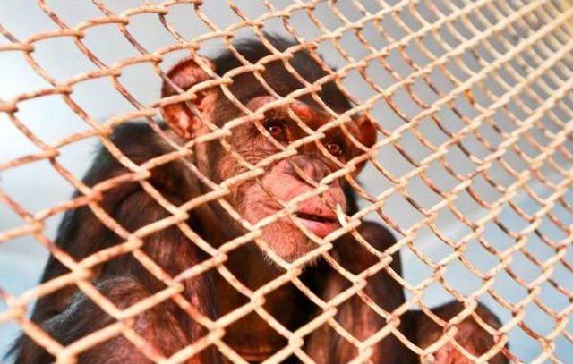 Dişleri S&ouml;k&uuml;len Şempanze Hayvanat Bah&ccedil;esine Alındı 2