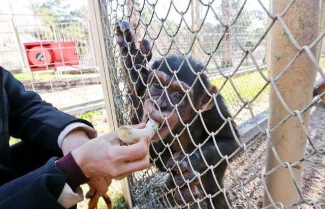 Dişleri S&ouml;k&uuml;len Şempanze Hayvanat Bah&ccedil;esine Alındı 3