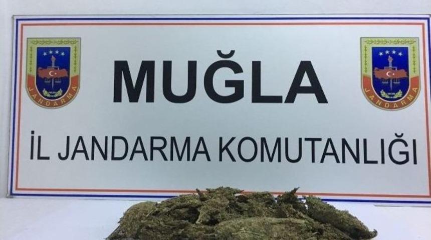 Marmaris&rsquo;te Jandarma 1,5 Kilogram Uyuşturucu Ele Ge&ccedil;irdi
