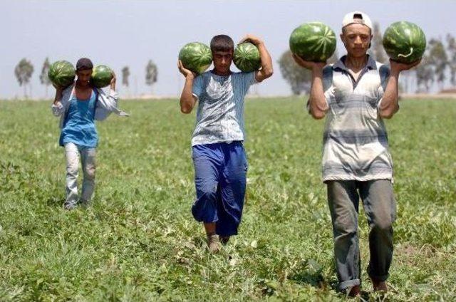 Tarım Işçisi Çocuklar Okula Gitmiyor, Günde 9 Saat Çalışıyor