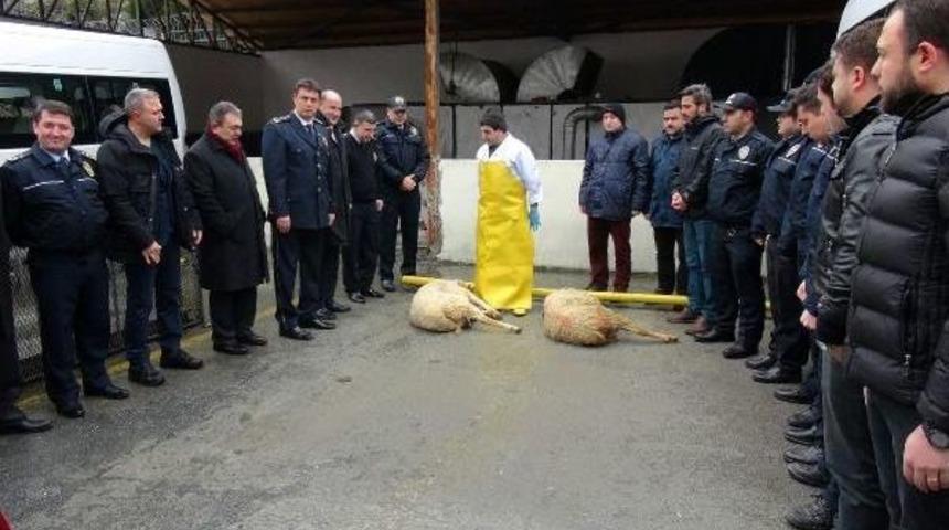Beşiktaş Şehitleri I&ccedil;in Kurban Kesildi