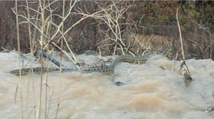 Manisa&rsquo;da G&ouml;r&uuml;len Yılanın Tehlikeli Olmadığı Anlaşıldı