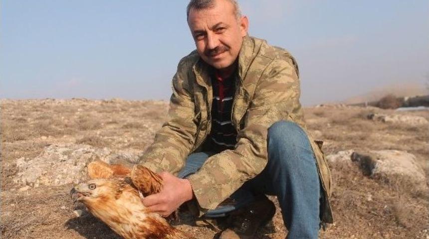 A&ccedil;lıktan &Ouml;lmek &Uuml;zereyken Bulunan Şahin Doğaya Bırakıldı