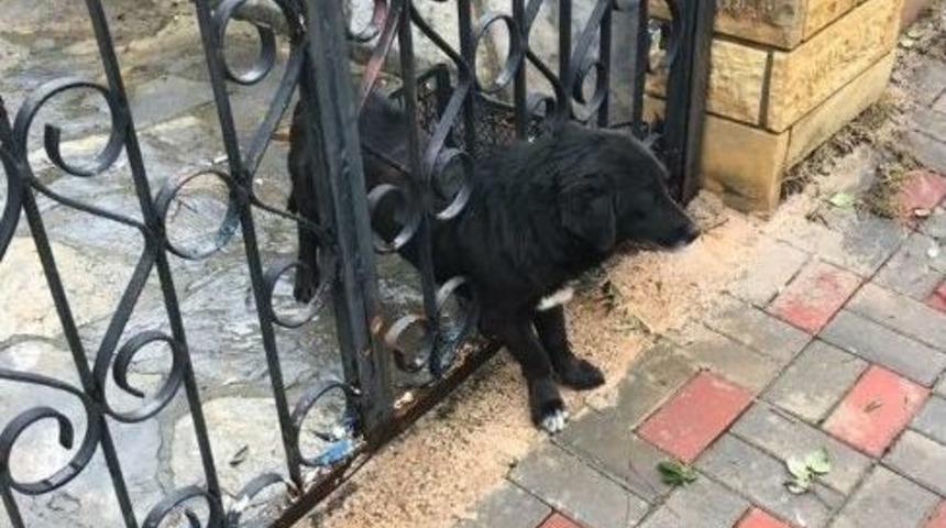 Parmaklıklara Sıkışan K&ouml;peği İtfaiye Kurtardı