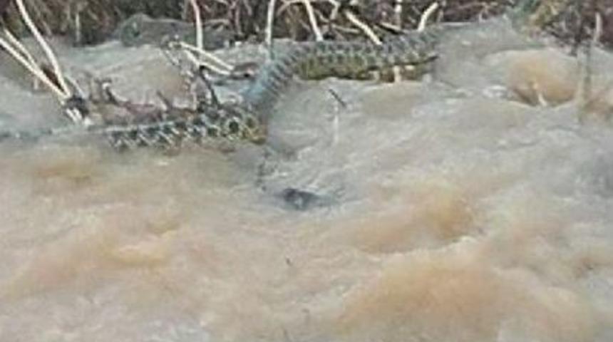 Manisa'da G&ouml;r&uuml;len Dev Yılan Zehirsizmiş