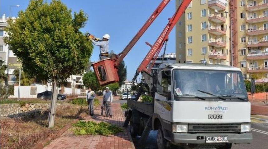 Konyaaltı&rsquo;nda Ağa&ccedil; Budama &Ccedil;alışması