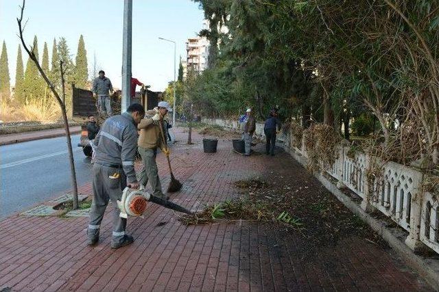 Konyaaltı’nda Ağaç Budama Çalışması