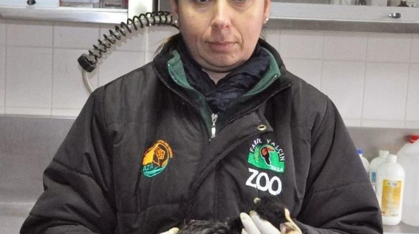 Katrana Bulanan Deniz Canlılarının Tedavilerine Devam Ediliyor