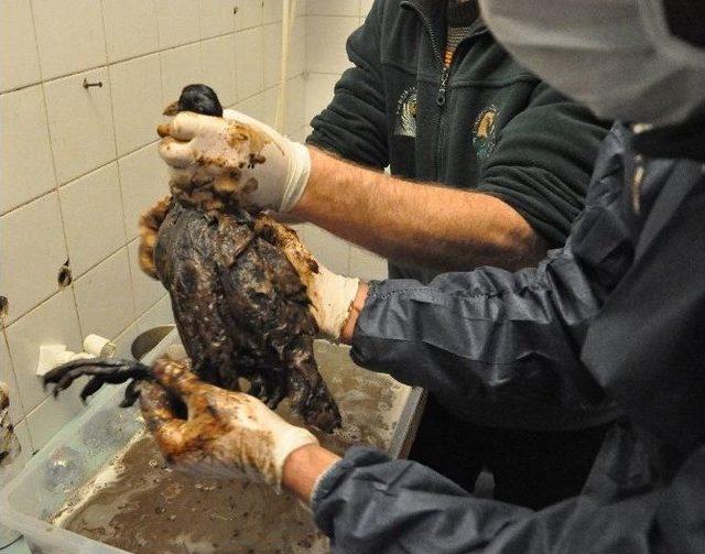 Katrana Bulanan Deniz Canlılarının Tedavilerine Devam Ediliyor 1