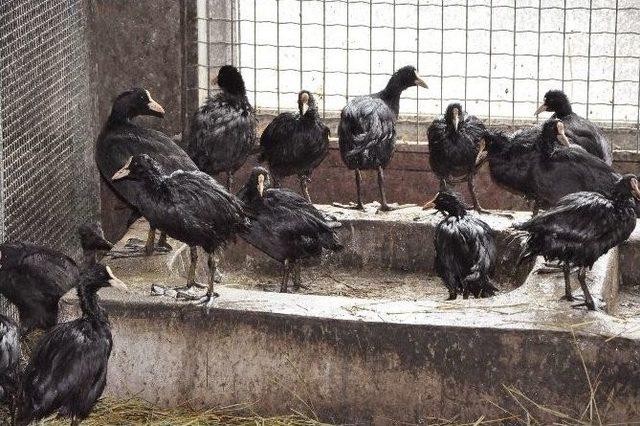 Katrana Bulanan Deniz Canlılarının Tedavilerine Devam Ediliyor 2
