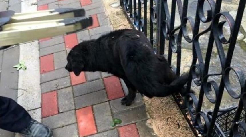 Demir Parmaklığa Sıkışan K&ouml;peği Itfaiye Kurtardı