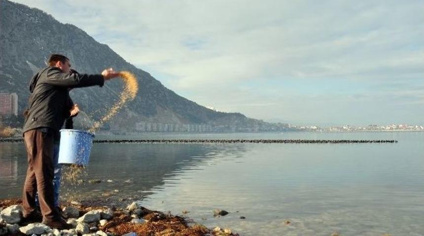 Belediye G&ouml;l Kıyısına Kuşlar İ&ccedil;in Yem Bıraktı
