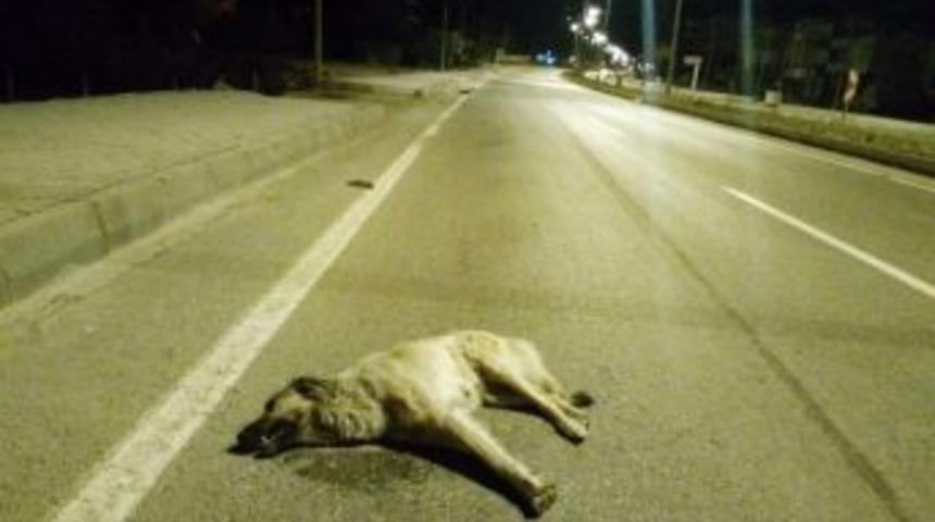 Aracın &Ccedil;arptığı K&ouml;pek Telef Oldu