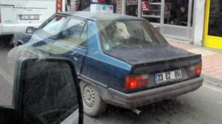 Elazığ&rsquo;da &rsquo;dana Ferhat&rsquo; Vakası