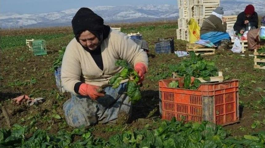 Tarımda Gen&ccedil; Girişimci Kadınlar G&uuml;&ccedil;leniyor Programı Erzincan&rsquo;da Başladı