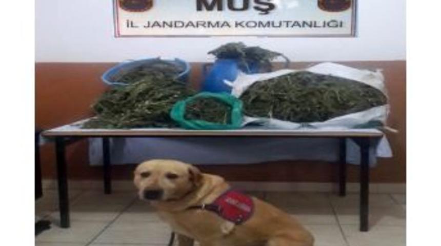 Muş&rsquo;ta Uyuşturucu Operasyonu