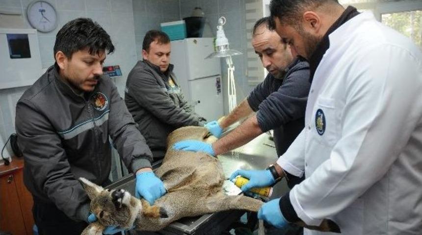 Başkan K&uuml;lc&uuml; Yaralı Karacayı Doğaya Saldı