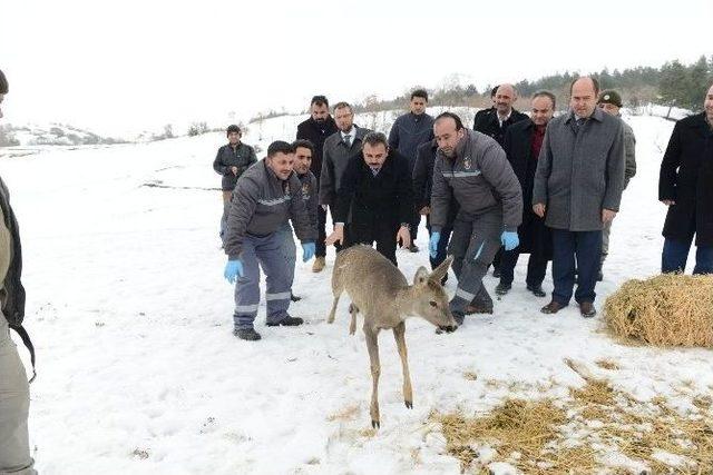 Başkan Külcü Yaralı Karacayı Doğaya Saldı