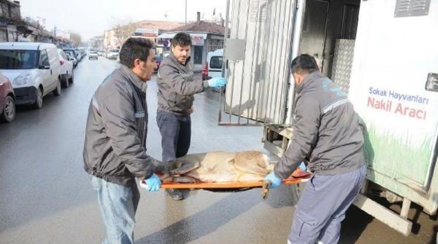 Yaralı Bulunan Karaca Tedavisi Edildi Ve Doğaya Bırakıldı