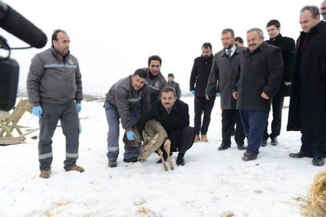 Yaralı Bulunan Karaca Tedavisi Edildi Ve Doğaya Bırakıldı