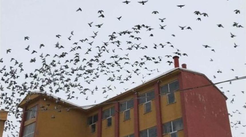 A&ccedil; Kalan Kuşlar &Ccedil;areyi Yem Fabrikasına Sığınmakta Buldu