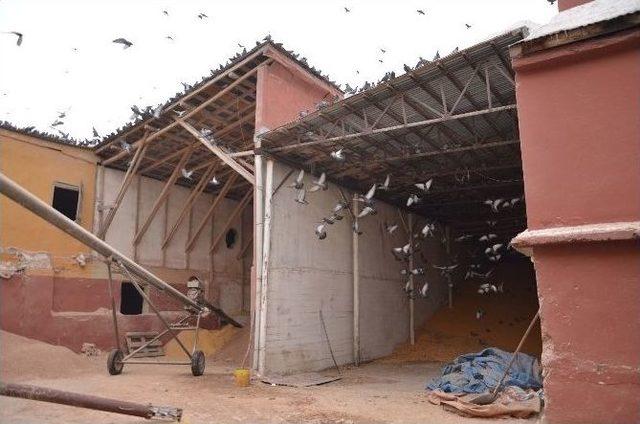 Aç Kalan Kuşlar Çareyi Yem Fabrikasına Sığınmakta Buldu