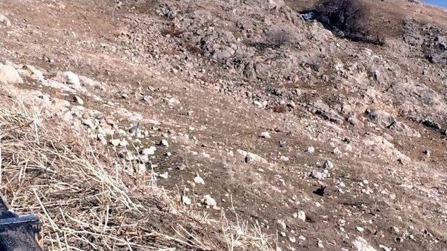 Akdamar Adası’ndaki Tavşanlar Yeniden Toplanacak