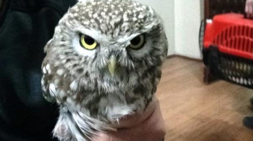 Kukumav Kuşu Donmak &Uuml;zereyken Bulundu