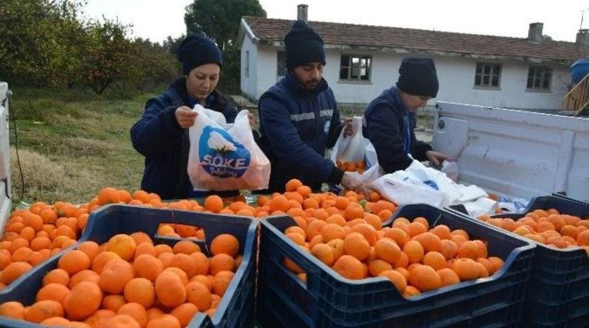 S&ouml;ke Belediyesi&rsquo;nden Vatandaşa C Vitamini