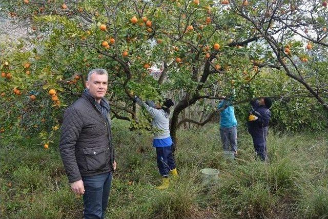 Söke Belediyesi’nden Vatandaşa C Vitamini