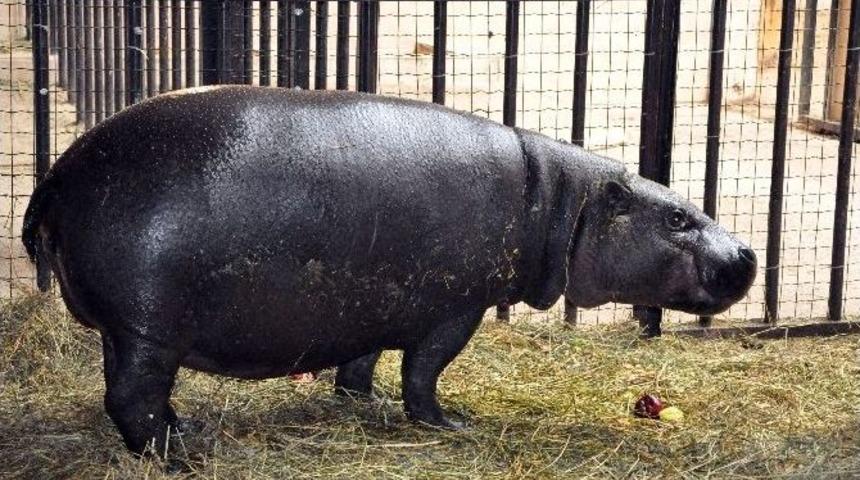(&ouml;zel Haber) Nesli T&uuml;kenmekte Olan C&uuml;ce Su Aygırının Yeni &Uuml;yesi Darıca&rsquo;da D&uuml;nyaya Gelecek