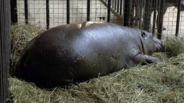 (&ouml;zel Haber) Nesli T&uuml;kenmekte Olan C&uuml;ce Su Aygırının Yeni &Uuml;yesi Darıca&rsquo;da D&uuml;nyaya Gelecek 1
