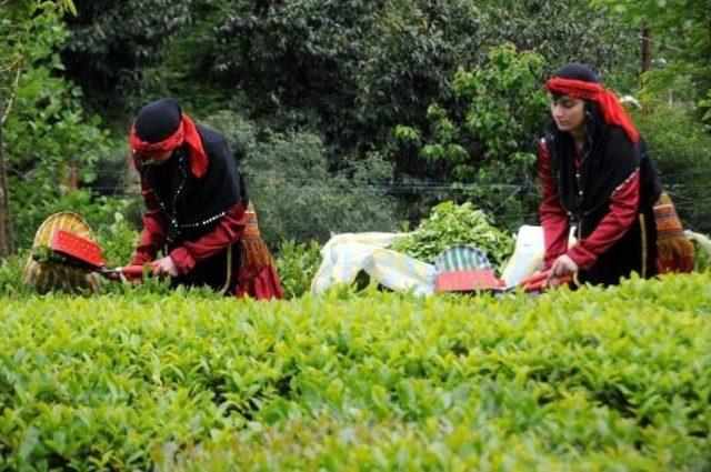 Doğu Karadeniz’De Üretilen Çay, 85 Ülkede Içiliyor